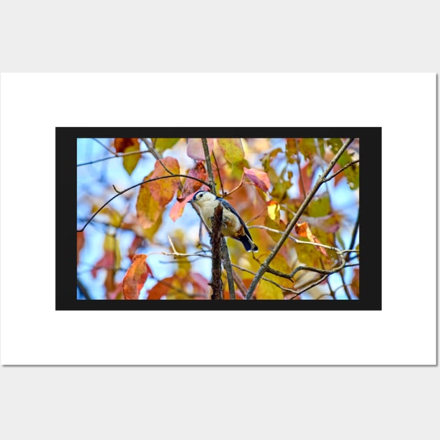 Nuthatch and Autumn Leaves Wall Art by Colette22